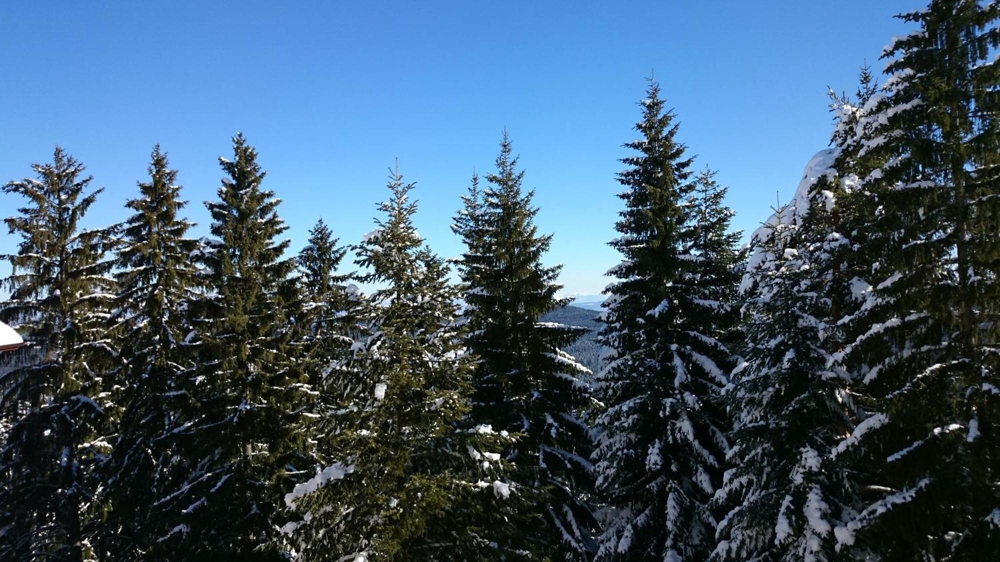 Tes Rila Park Apartments Borovets Luaran gambar